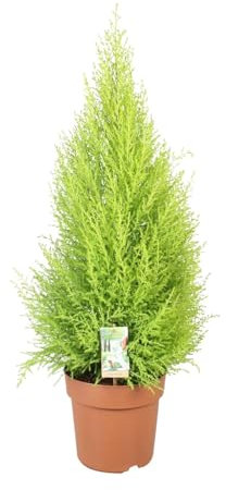 Cupressus Goldcrest Wilma - 80-90cm - Ø21cm - Pianta d'appartamento - Sempreverde