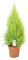 Cupressus Goldcrest Wilma - 80-90cm - Ø21cm - Pianta d'appartamento - Sempreverde