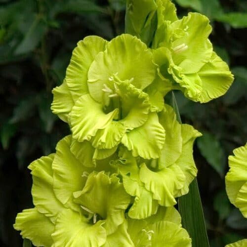 Semillas de flores de gladiolo 40 piezas verdes