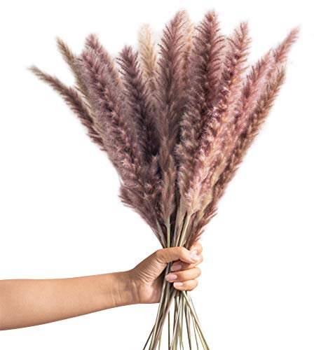 Zhongtou 30 Stück Pampasgras Braun Natürlich Getrocknet 60 cm Lang Pampas Gras Trockenblumen Deko in Boho Style für Schlafzimmer Badezimmer Balkon Tischdeko Hochzeit