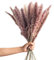 Zhongtou 30 Stück Pampasgras Braun Natürlich Getrocknet 60 cm Lang Pampas Gras Trockenblumen Deko in Boho Style für Schlafzimmer Badezimmer Balkon Tischdeko Hochzeit