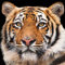 20 Servietten Wilder Tiger | Tiere | Asien | Tischdeko | Decoupage | Serviettentechnik 33x33cm