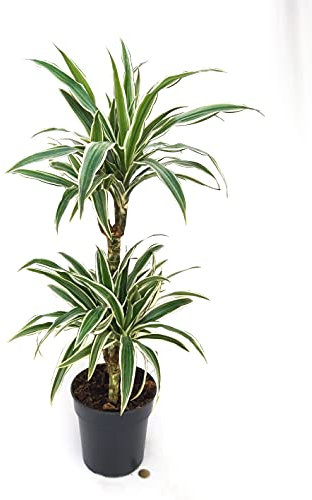 POWERS TO FLOWERS - DRACENA WHITE, 2 TRONCHI, pianta vera