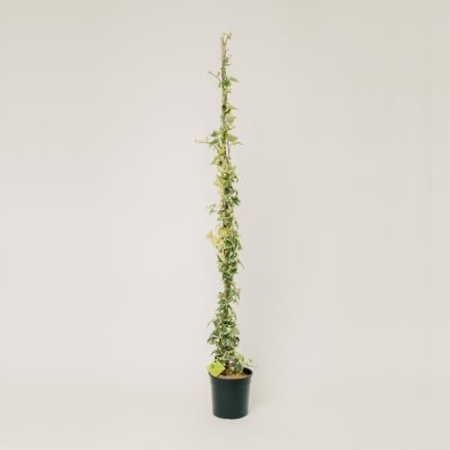 PLANTI' PIANTA VERA EDERA | Hedera | Piante ornamentali sempreverdi, rampicanti adatte a muro, griglie e struttura a rete in legno1 (Gold Child)