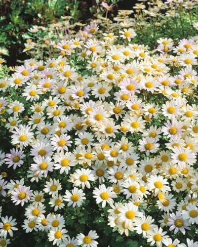 Chrysantheme 'Stella' im Topf Dendranthema winterhart duftend mehrjährig