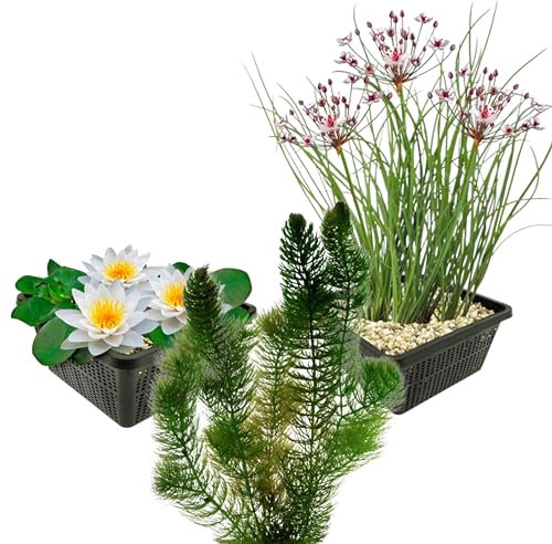 vdvelde.com - Einheimische Teichpflanzen - - Weiße Seerose, Hornkraut, Schwanenblume - 7 Pflanzen - Platzierung: -1 bis -100cm