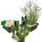 vdvelde.com - Einheimische Teichpflanzen - 7 Stück - Weiße Seerose, Hornblatt, Schwanenblume - - Kombi-Set- Körbe und Einzelpflanzen- Platzierung: -1 bis -100 cm