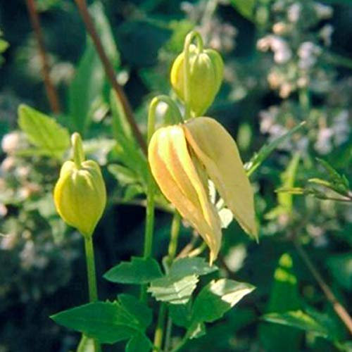 Clematis Tangutica - Waldrebe 50-60 cm Pflanzcontainer