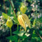 Clematis Tangutica - Waldrebe 50-60 cm Pflanzcontainer