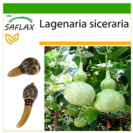 SAFLAX - zucca a bottiglia - 15 semi - Con substrato - Lagenaria siceraria