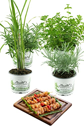 Grillkräuter-Set Rosmarin, Currykraut, Zitronengras & Oregano, frische Kräuter Pflanzen
