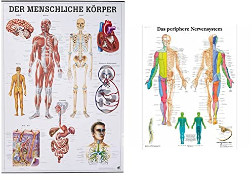 Der menschliche Körper. 70x100 cm & 3B Scientific Lehrtafel laminiert - Das periphere Nervensystem