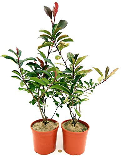 POWERS TO FLOWERS - PHOTINIA RED ROBIN VERDE E VARIEGATA, 2 PIANTE, VASO 17 CM, ALTEZZA 60/70CM, piante vere