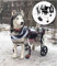 Hunderollstuhl für große Hunde, behinderte Tiere, Vorderbeine, Hinterbeine, Power Cart, 4 Räder, Hunderollstuhl, Verstellbarer älterer Hunderoller für Bulldoggen, Schäferhunde usw.