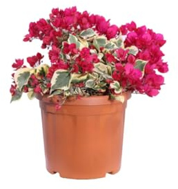 Vivaio Garden Forest Bougainvillea x buttiana Raspberry Ice | Rampicante sempreverde variegata, Brattee rosso-rosa e fiori bianchi estivi, Ideale per pergolati, Ideale per vasi