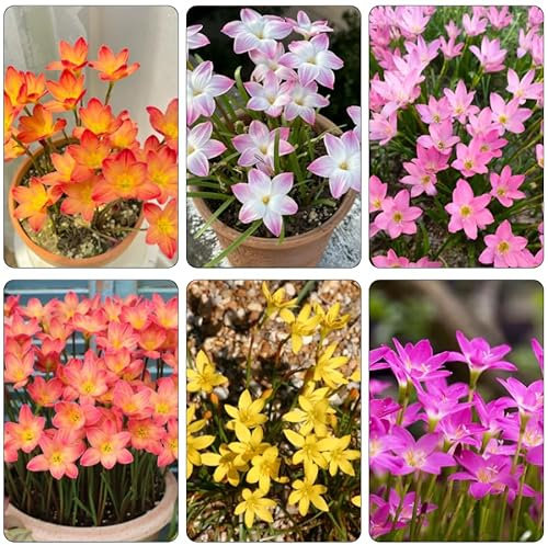 bulbi di fiori - piante resistenti in vaso pianta perenne resistente tappezzante prato bulbi di fiori perenni resistenti piante d'appartamento da interno esotiche da balcone 20pcs