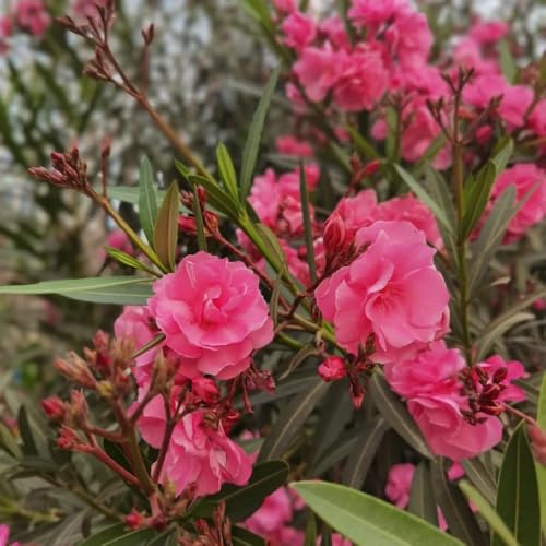 Semillas de adelfa, resistentes de exterior Adelfa Nerium, regalos sostenibles Decoración de jardín para exteriores raras semillas de silvestres 12pcs