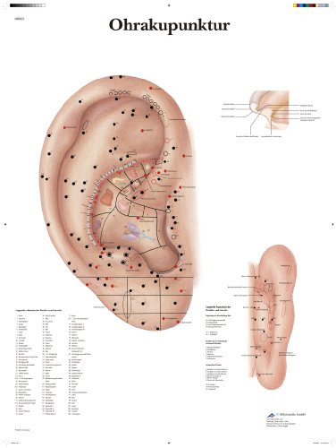 3B Scientific Ohrakupunktur-Lehrtafel, Aurikulotherapie-Poster, Lehrtafel zu Ohrakupunkturpunkten und Meridianen für die TCM-Ausbildung**