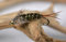 Region Fishing Tungsten Bead Head 20 Incher Stonefly Nymph Flies on Mustad Signature Hooks (Assortment)