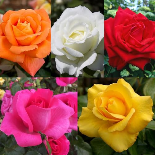 Carbeth Plants Pink Potted Rose Bush in 3 Litre Pot