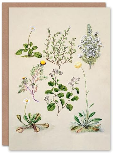 Artery8 Sarah Featon Art Card Native New Zealand Wildflowers Illustration