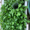 500 pcs brunnenkresse samen bio - Nasturtium officinale - balkon gemüse samen, hochbeet balkon kräutergarten indoor, bio saatgut alte sorten indoor kräutergarten, pflanzen geschenk