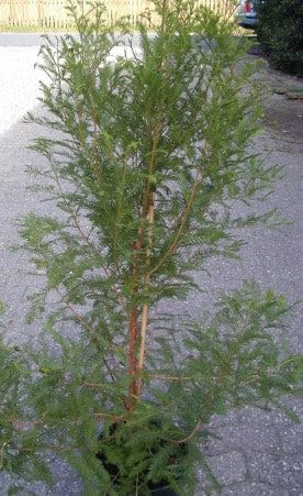 Sumpfzypresse Taxodium distichum 100-125 cm hoch 10 L Topf | Winterhart, anpassungsfähig & pflegeleicht – sommergrün, verträgt Staunässe, ideal für feuchte Standorte