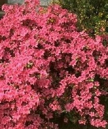 Japanische Azalee Stewartoniana - Rhododendron obtusum Stewartoniana - 25-30cm