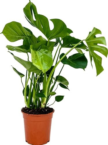 Cheese Plant Monstera Deliciosa Live Indoor houseplant 40-60cm Tall, Fresh from Our Nursery, Excellent Gift or Home Décor