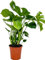 Cheese Plant Monstera Deliciosa Live Indoor houseplant 40-60cm Tall, Fresh from Our Nursery, Excellent Gift or Home Décor