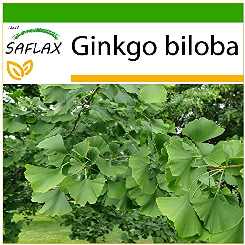 SAFLAX - Albero dei ventagli - 4 semi - Con substrato - Ginkgo biloba