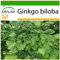 SAFLAX - Ginkgo - 4 Samen - Mit keimfreiem Anzuchtsubstrat - Ginkgo biloba