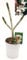 POWERS TO FLOWERS - PLUMERIA FRANGIPANI BIANCA SINGAPORE, altezza 50cm, vaso 18, pianta vera