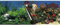 Europet Bernina 241-108857 Photo-Rückwand, 80 x 40 cm Motiv Stone und Coral
