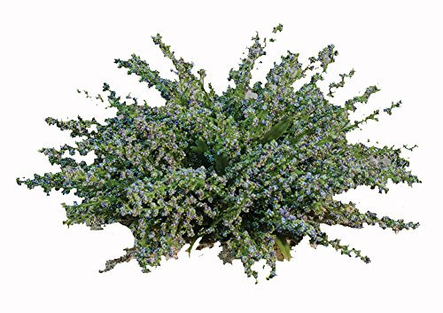CWI Gifts Künstliche Tischdekoration Blaue Heidekraut, 25,4 x 14 cm, Mehrfarbig