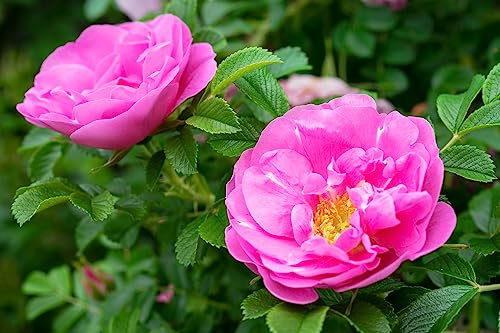 Rosa Rugosa pianta in vaso 2 litri h 70/100 cm COLORI CASUALI Vivaio di Castelletto