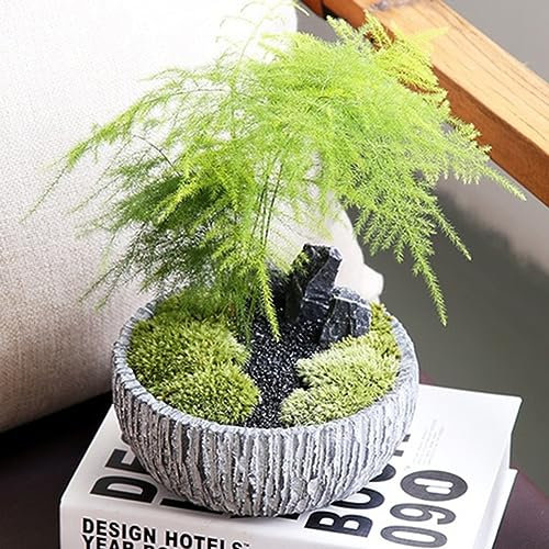PERZOE 10 piezas de semillas de helecho de espárragos, hierbas perennes en maceta, planta de bonsái, decoración de jardín para el hogar Semillas de Espárragos Setaceus