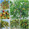 80 pcs chinesische jujube samen - Ziziphus jujuba - garten geschenke für frauen, winterharte kübelpflanzen jujube baum kaufen pflanzen garten, samen balkon säulen obstbäume, pflanze