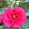 Hibiscus 'Midnight Marve' Garteneibisch mit riesigen roten Blüten 30-40 cm winterhart Freilandaufzucht