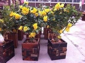 50 Samen / Beutel, Bergamotte Samen, Familie Topfpflanzen, Gold Buddha Hand, reinigen Luft, Samen Gelbgold Buddha-Hand