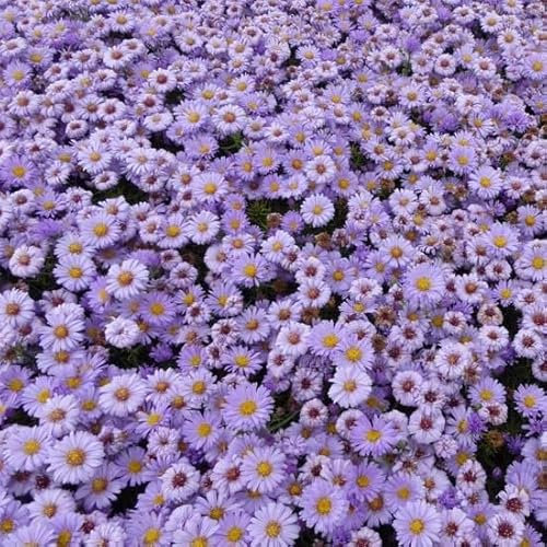 6x Kissen-Aster 'Lady in Blue' - Aster (D) ‘Lady in Blue’ - Topf 9x9cm