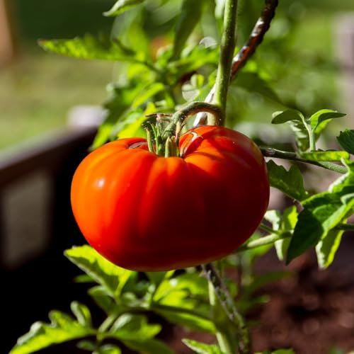 PREMIER SEEDS DIRECT - Tomato Seeds - MARMANDE SUPERPRECOCE - Organic (750 Seeds)