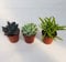 3 Mixed Succulent Plants in 5.5cm Pots - House Indoor Plant - Plant Gift