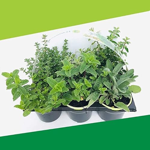 Mix Plantas Aromáticas - Pack 6 Plantas Naturales - Hierbas Aromáticas para Cocinar - Plantas Comestibles de Calidad - Hierbas Gourmet