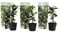 Plant in a Box - Jazmín de la Toscana - Set de 3 - Blanco - Jazmín Estrella-Jazmín Italiano - Maceta 9cm - Altura 25-40cm
