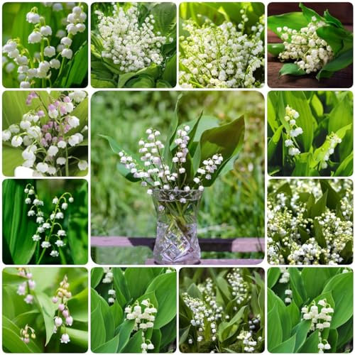 15 pcs maiglöckchen kaufen zwiebeln - plants winterharte balkonpflanzen frühblüher zwiebeln, ausgefallene geschenke blumendeko indoor garten steingartenpflanzen