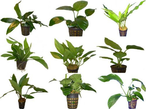 15 Töpfe Anubia, 6-7 Verschiedene Sorten Anubias, Aquariumpflanzen, Wasserpflanzen
