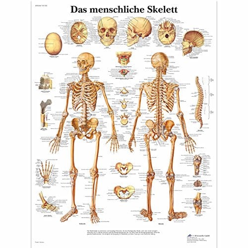 3B Scientific Lehrtafel laminiert - Das menschliche Skelett