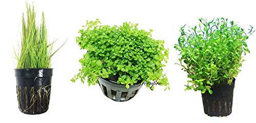 3 tappeto piante acquatiche confezione Dwarf Baby Tears Nano Hairgrass e Glosso Live in vaso per acquario acqua dolce Fish Tank by Greenpro