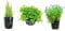 3 Carpet Plants Package Dwarf Baby Tears Dwarf Hairgrass and Glosso Potted Live Aquatic for Aquarium Freshwater Fish Tank